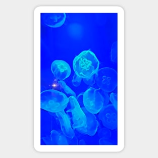 The Moon Jellies Sticker